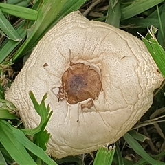 Chlorophyllum/Macrolepiota sp. at Copmanhurst, NSW - suppressed