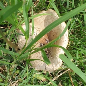 Chlorophyllum/Macrolepiota sp. at Copmanhurst, NSW - suppressed