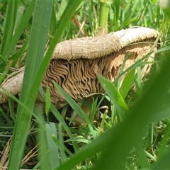 Chlorophyllum/Macrolepiota sp. at Copmanhurst, NSW - suppressed