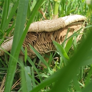Chlorophyllum/Macrolepiota sp. at Copmanhurst, NSW - suppressed