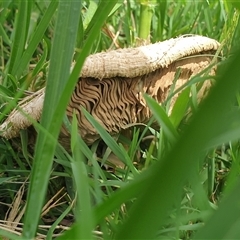 Chlorophyllum/Macrolepiota sp. at Copmanhurst, NSW - suppressed