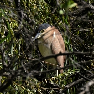 Nycticorax caledonicus at Fyshwick, ACT - 17 Feb 2025 10:59 AM