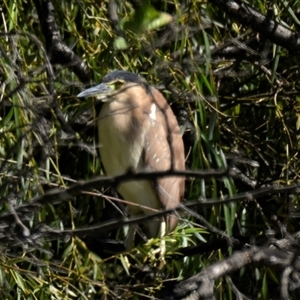 Nycticorax caledonicus at Fyshwick, ACT - 17 Feb 2025 10:59 AM