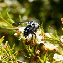 Thyreus caeruleopunctatus (Chequered cuckoo bee) at Aranda, ACT - 17 Feb 2025 by KMcCue