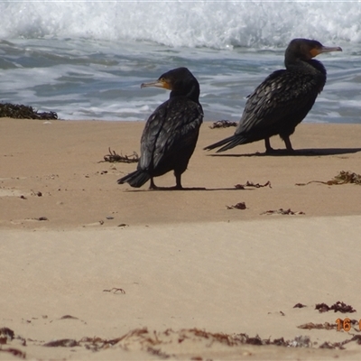 Phalacrocorax carbo (Great Cormorant) at South Durras, NSW - 16 Feb 2025 by GirtsO