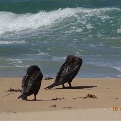 Phalacrocorax carbo at South Durras, NSW - 16 Feb 2025 11:53 AM
