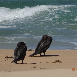 Phalacrocorax carbo at South Durras, NSW - 16 Feb 2025 11:53 AM