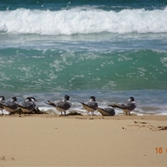 Thalasseus bergii (Crested Tern) at South Durras, NSW - 16 Feb 2025 by GirtsO