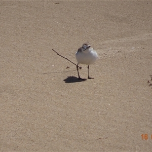 Anarhynchus ruficapillus (Red-capped Plover) at South Durras, NSW - Yesterday by GirtsO