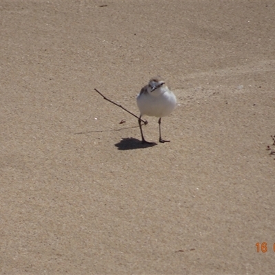 Anarhynchus ruficapillus (Red-capped Plover) at South Durras, NSW - 16 Feb 2025 by GirtsO