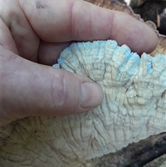 Cymatoderma elegans at Pappinbarra, NSW - 16 Feb 2025 11:47 AM