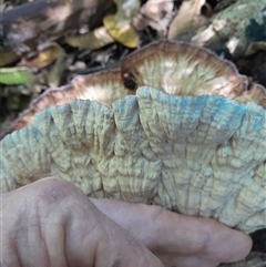 Cymatoderma elegans at Pappinbarra, NSW - 16 Feb 2025 11:47 AM