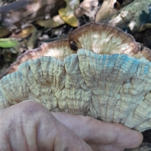 Cymatoderma elegans at Pappinbarra, NSW - 16 Feb 2025 11:47 AM