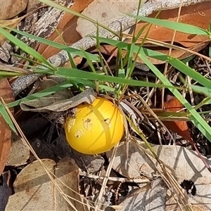 Unidentified Cap on a stem; gills below cap [mushrooms or mushroom-like] by MazzV