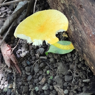 Cyptotrama asprata at Pappinbarra, NSW - 16 Feb 2025 by jonvanbeest