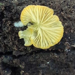 Unidentified Fungus at Pappinbarra, NSW - 16 Feb 2025 by jonvanbeest