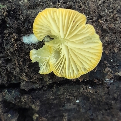 Crepidotus sp. at Pappinbarra, NSW - 16 Feb 2025 by jonvanbeest