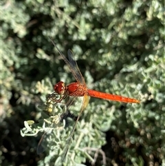 Diplacodes haematodes (Scarlet Percher) at Acton, ACT - 17 Feb 2025 by NedJohnston