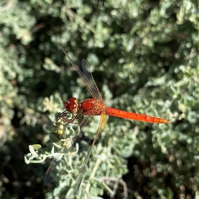 Diplacodes haematodes (Scarlet Percher) at Acton, ACT - 17 Feb 2025 by NedJohnston