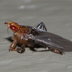 Ortholfersia (genus) (A louse fly) at Acton, ACT - 12 Feb 2025 by TimL