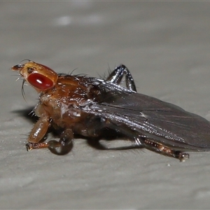 Unidentified True fly (Diptera) at Acton, ACT - 12 Feb 2025 by TimL