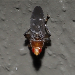 Ortholfersia (genus) at Acton, ACT - 12 Feb 2025 11:34 AM