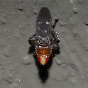 Ortholfersia (genus) at Acton, ACT - 12 Feb 2025 11:34 AM