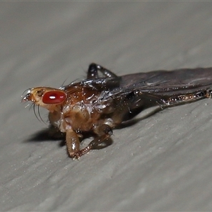 Ortholfersia (genus) at Acton, ACT - 12 Feb 2025 11:34 AM