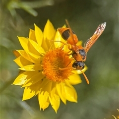 Anterhynchium nigrocinctum (A potter wasp) at Yarralumla, ACT - 17 Feb 2025 by PeterA