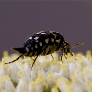 Mordella dumbrelli (Dumbrell's Pintail Beetle) at Bruce, ACT - 22 Nov 2024 by KorinneM