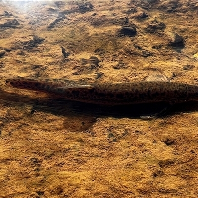 Misgurnus anguillicaudatus (Oriental Weatherloach) at Kaleen, ACT - 17 Feb 2025 by Intersection99