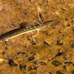 Misgurnus anguillicaudatus at Kaleen, ACT - 17 Feb 2025 09:09 AM