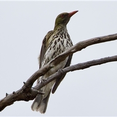 Oriolus sagittatus (Olive-backed Oriole) at O'Connor, ACT - 22 Nov 2024 by KorinneM