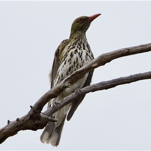 Oriolus sagittatus at O'Connor, ACT - 22 Nov 2024 by KorinneM