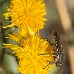 Thereutria amaraca (Spine-legged Robber Fly) at Yarralumla, ACT - 17 Feb 2025 by PeterA