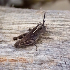 Phaulacridium vittatum (Wingless Grasshopper) at O'Connor, ACT - 22 Nov 2024 by KorinneM