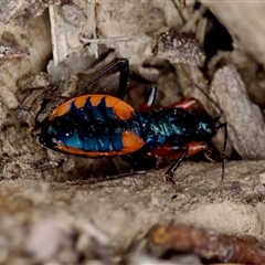 Ectomocoris ornatus (A ground assassin bug) at O'Connor, ACT - 22 Nov 2024 by KorinneM