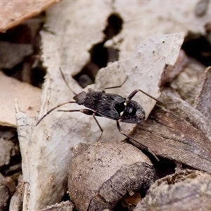 Rhyparochromidae (family) (Seed bug) at O'Connor, ACT - 22 Nov 2024 by KorinneM