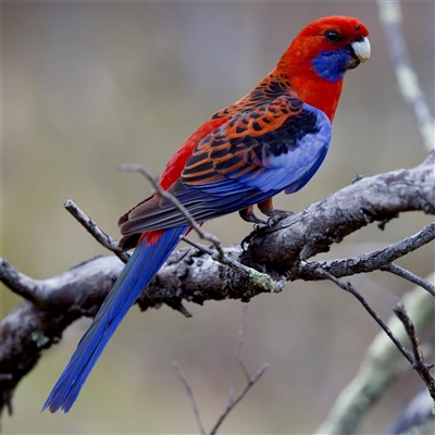 Platycercus elegans (Crimson Rosella) at O'Connor, ACT - 22 Nov 2024 by KorinneM