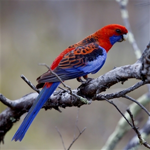 Platycercus elegans at O'Connor, ACT - 22 Nov 2024 05:40 PM