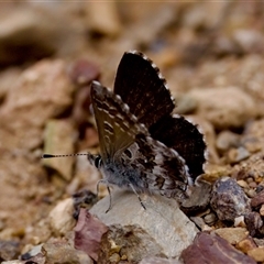 Neolucia agricola at Bruce, ACT - 22 Nov 2024 by KorinneM