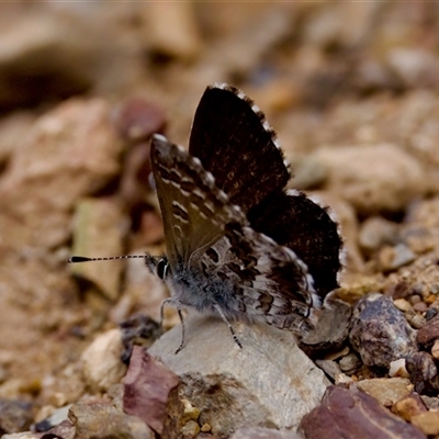 Neolucia agricola at Bruce, ACT - 22 Nov 2024 by KorinneM