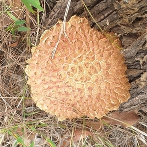 Boletellus sp. at Copmanhurst, NSW - suppressed