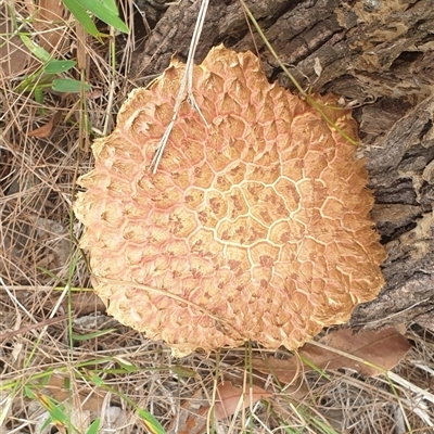 Boletellus sp. (Boletellus) at Copmanhurst, NSW - 30 Jan 2025 by MazzV