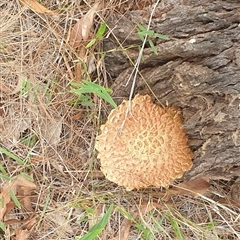 Boletellus sp. at Copmanhurst, NSW - suppressed