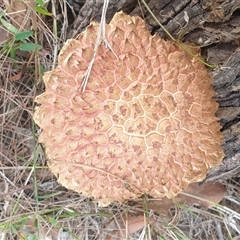 Boletellus sp. at Copmanhurst, NSW - suppressed
