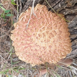 Boletellus sp. at Copmanhurst, NSW - suppressed