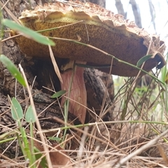 Boletellus sp. at Copmanhurst, NSW - suppressed