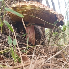 Boletellus sp. at Copmanhurst, NSW - suppressed