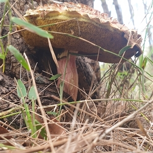 Boletellus sp. at Copmanhurst, NSW - suppressed